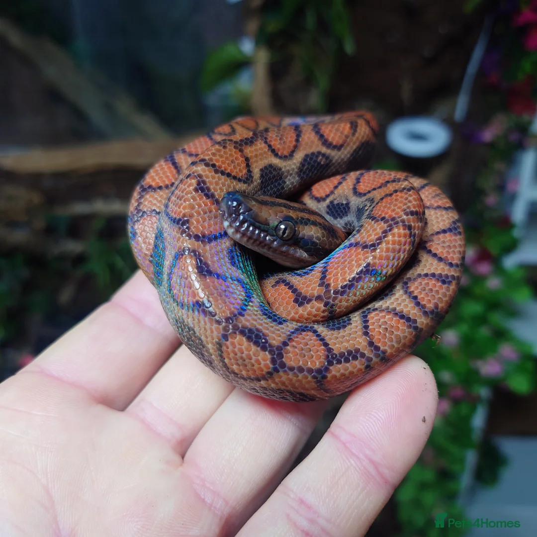 Boa Snake reptiles for sale: Female Brazilian Rainbow Boa - Advert 2