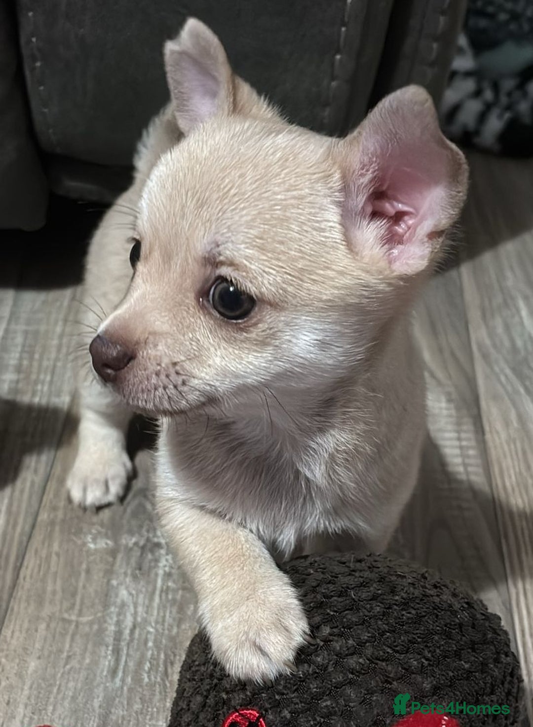 Chihuahua dogs for sale: STUNNING SMOOTH COAT CHIHUAHUA PUPPIES  - Advert 1