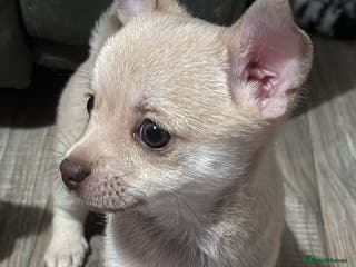 Chihuahua dogs STUNNING SMOOTH COAT CHIHUAHUA PUPPIES - Advert 1