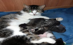 British Shorthair cats for sale: Beautiful kittens from farm cat. - Image 10