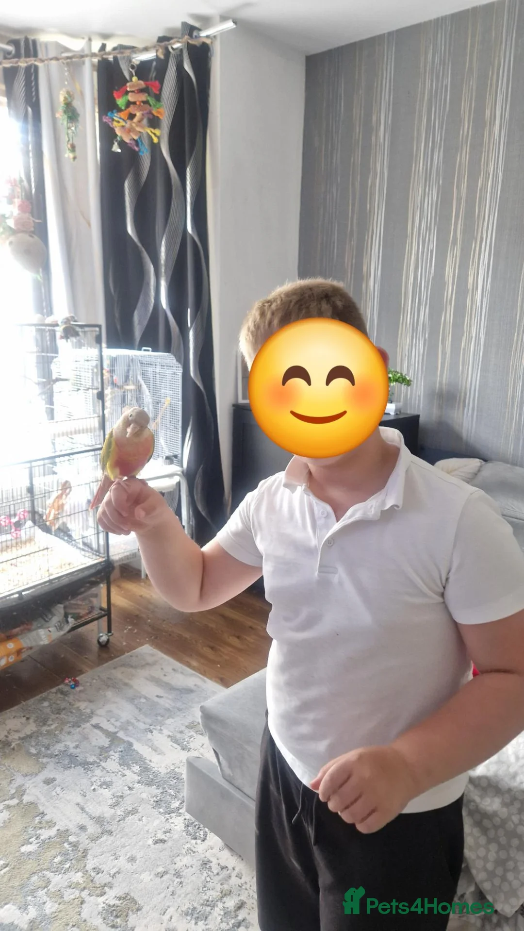 Conures birds for sale: Pineapple conure looking for forever home - Advert 2