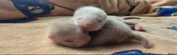 Ferret rodents for sale: 1 angora 1 semi angora hob - Advert 1