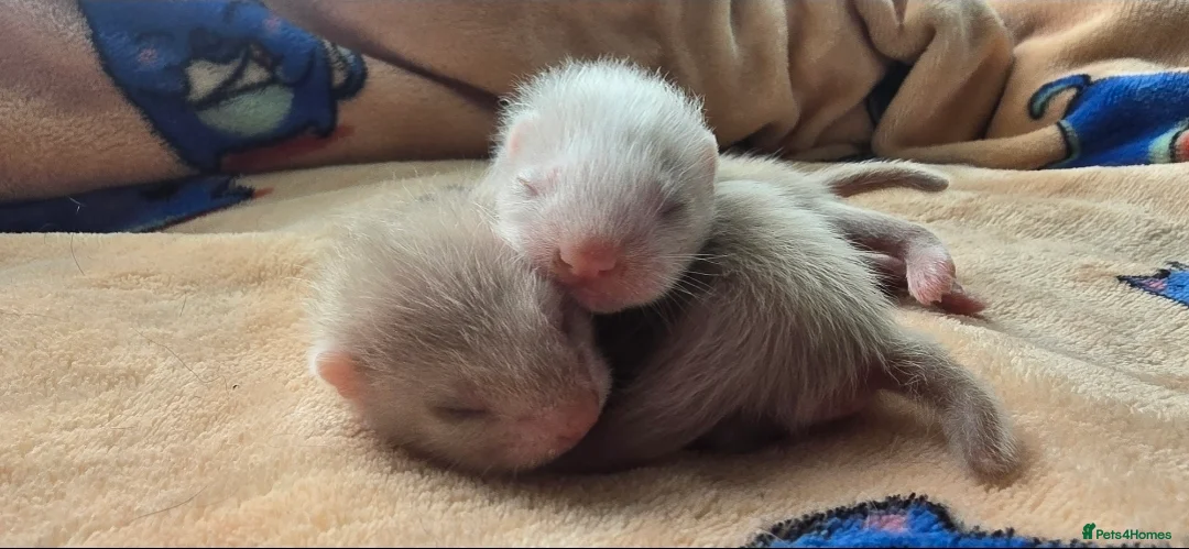 Ferret rodents for sale: 1 angora 1 semi angora hob - Advert 1