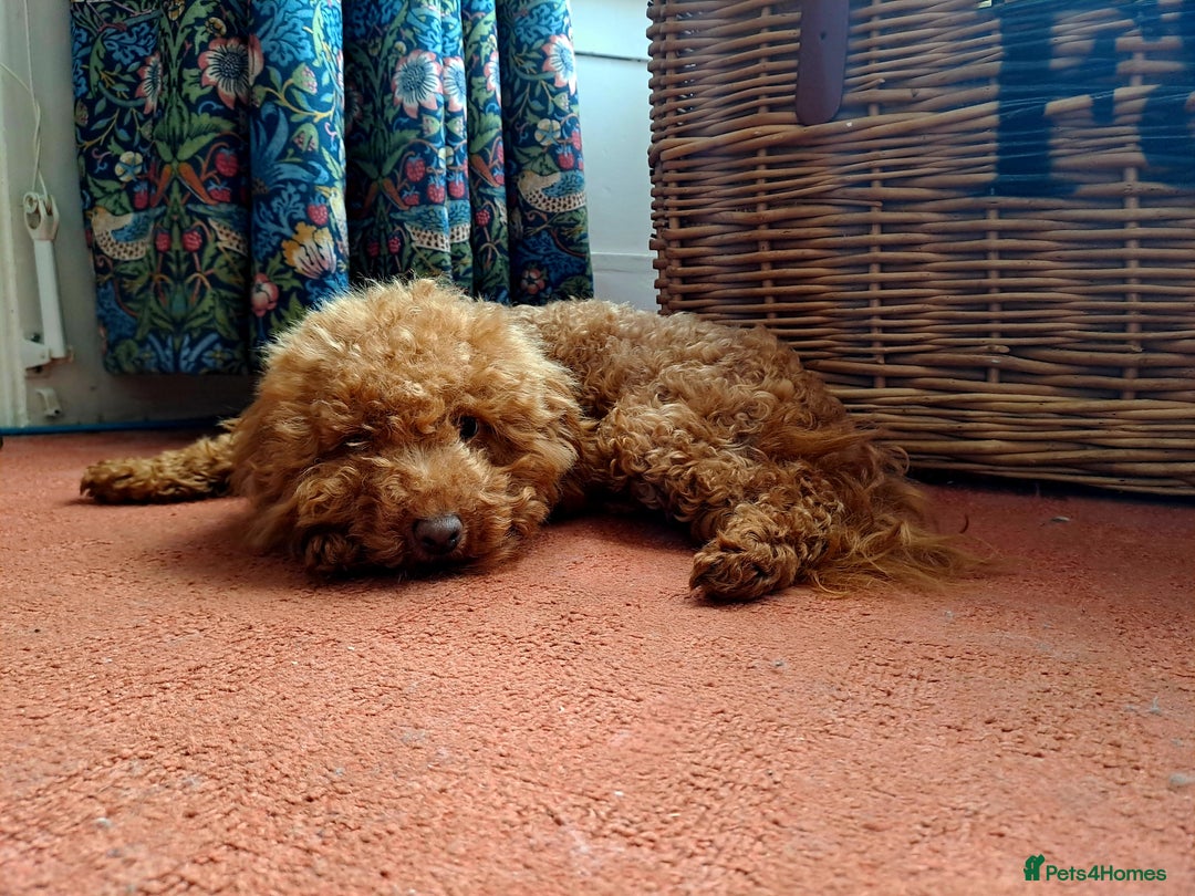 Maltipoo dogs for sale: Kc, Asian size, F1 female - Image 5