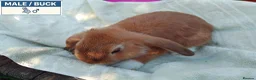 Dwarf Lop rabbits for sale: Pretty Dwarf Lop Babies: Males & Females - Advert 8