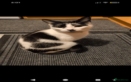 Domestic Shorthair cats for sale: Female spayed chipped vaccinated needs new home  - Advert 3