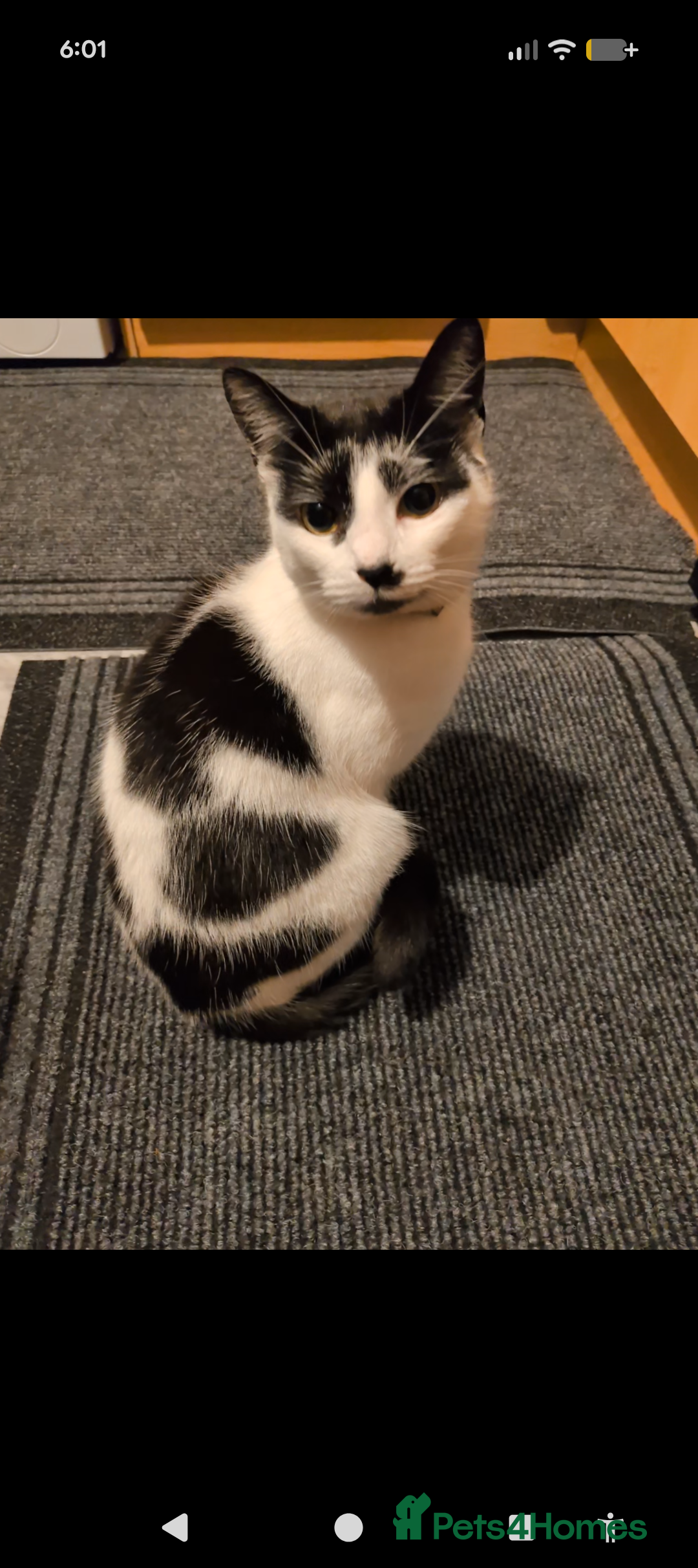 Domestic Shorthair cats for sale: Female spayed chipped vaccinated needs new home  - Advert 3