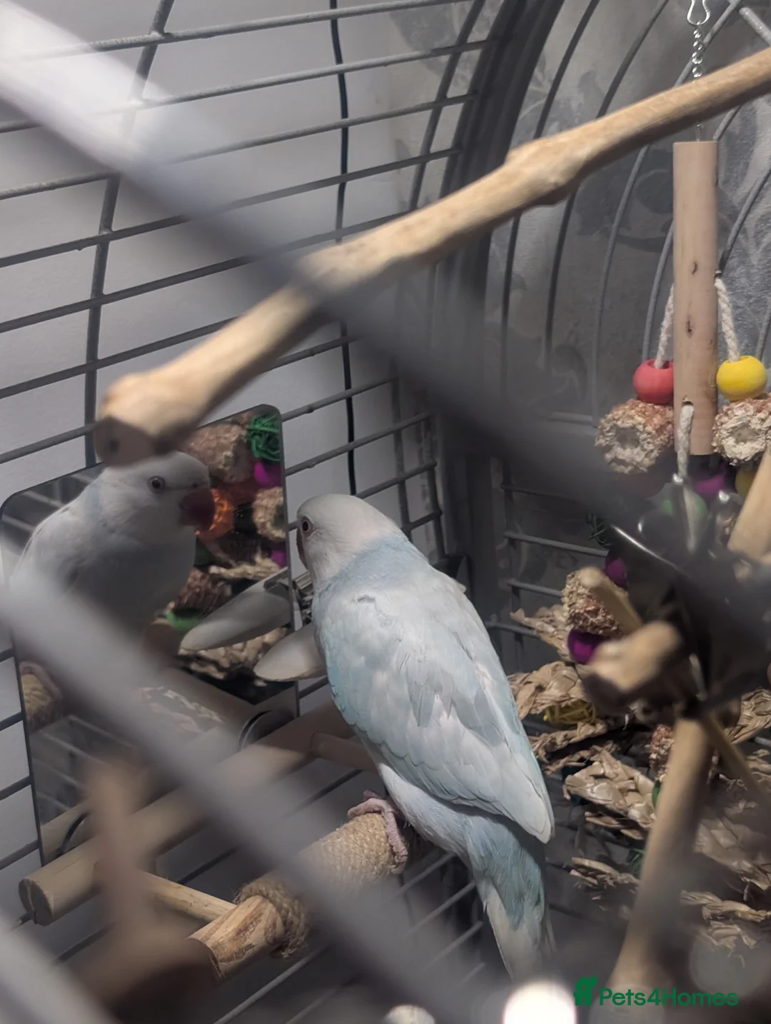 Ringnecks birds for sale: Ringneck Parrot - Lincoln LN6 - Advert 2