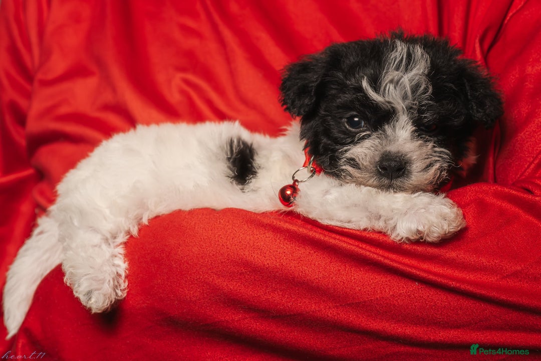 Bichon Frise dogs for sale: 5 Bichon Frisè x Maltese puppies for sale  - Advert 8