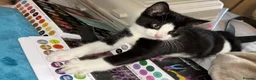 Mixed Breed cats for sale: Velvet kisses  - Advert 25