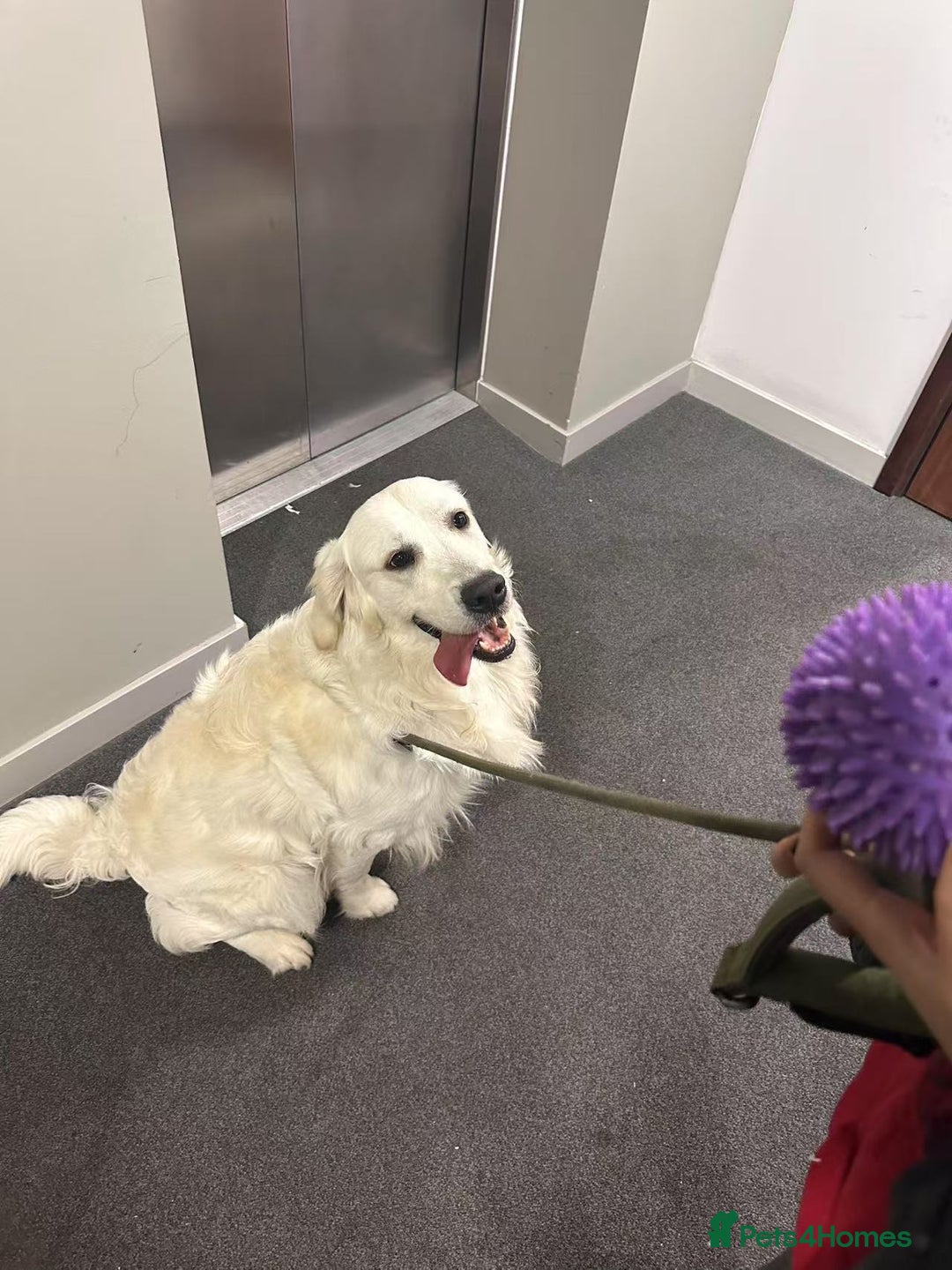 Golden Retriever dogs for stud: Looking for a Female Golden Retriever 🐾 - Image 19