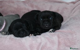 Staffordshire Bull Terrier dogs for sale: KC Reg Staff Pups Blue/Black, Champion Blood Lines - Image 19
