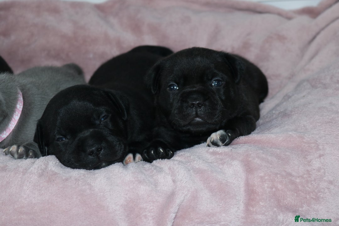 Staffordshire Bull Terrier dogs for sale: KC Reg Staff Pups Blue/Black, Champion Blood Lines - Image 19