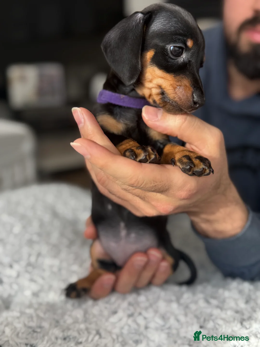 Miniature Dachshund dogs for sale: Beautiful miniature Dachshund puppies  - Advert 6