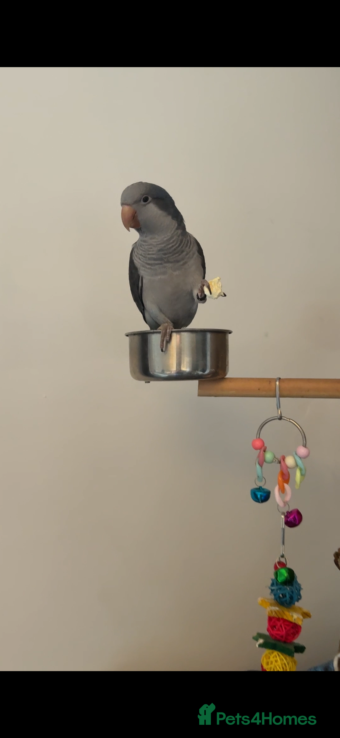 Parrots birds for sale: Quaker parrot  - Advert 2