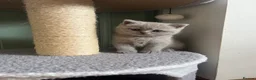 British Shorthair cats for sale: Lilac British Shorthair Kittens in Norwich - Advert 7