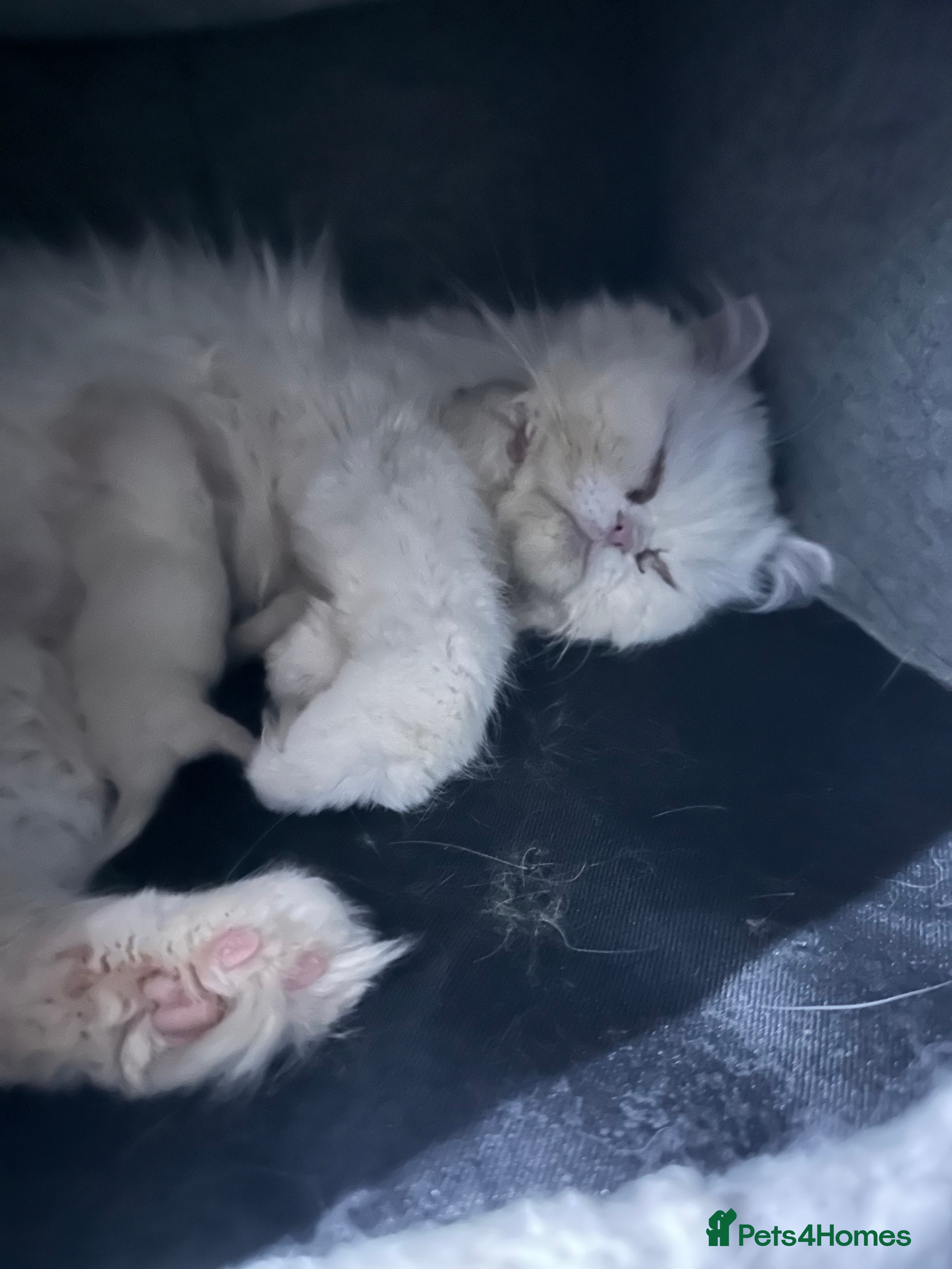 Mixed Breed cats  Lulu white Persian. Crossed with Rsgdoll  - Advert 12