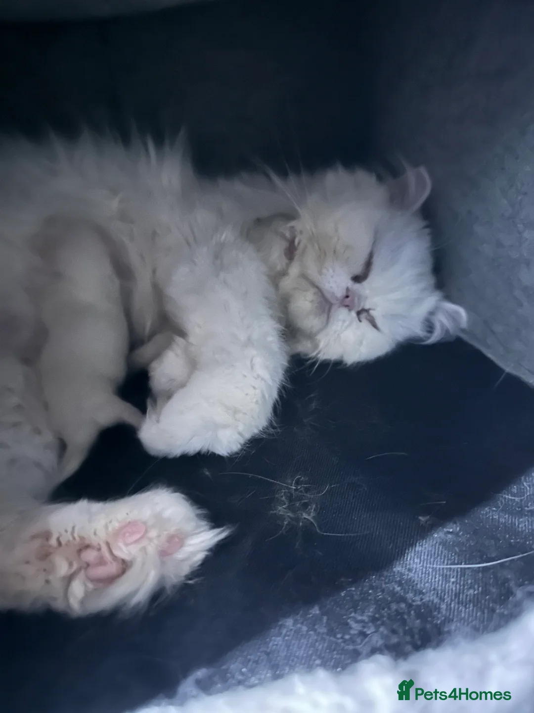 Mixed Breed cats for sale:  Lulu white Persian. Crossed with Rsgdoll  - Advert 1