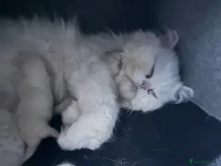 Mixed Breed cats Lulu white Persian. Crossed with Rsgdoll - Advert 9
