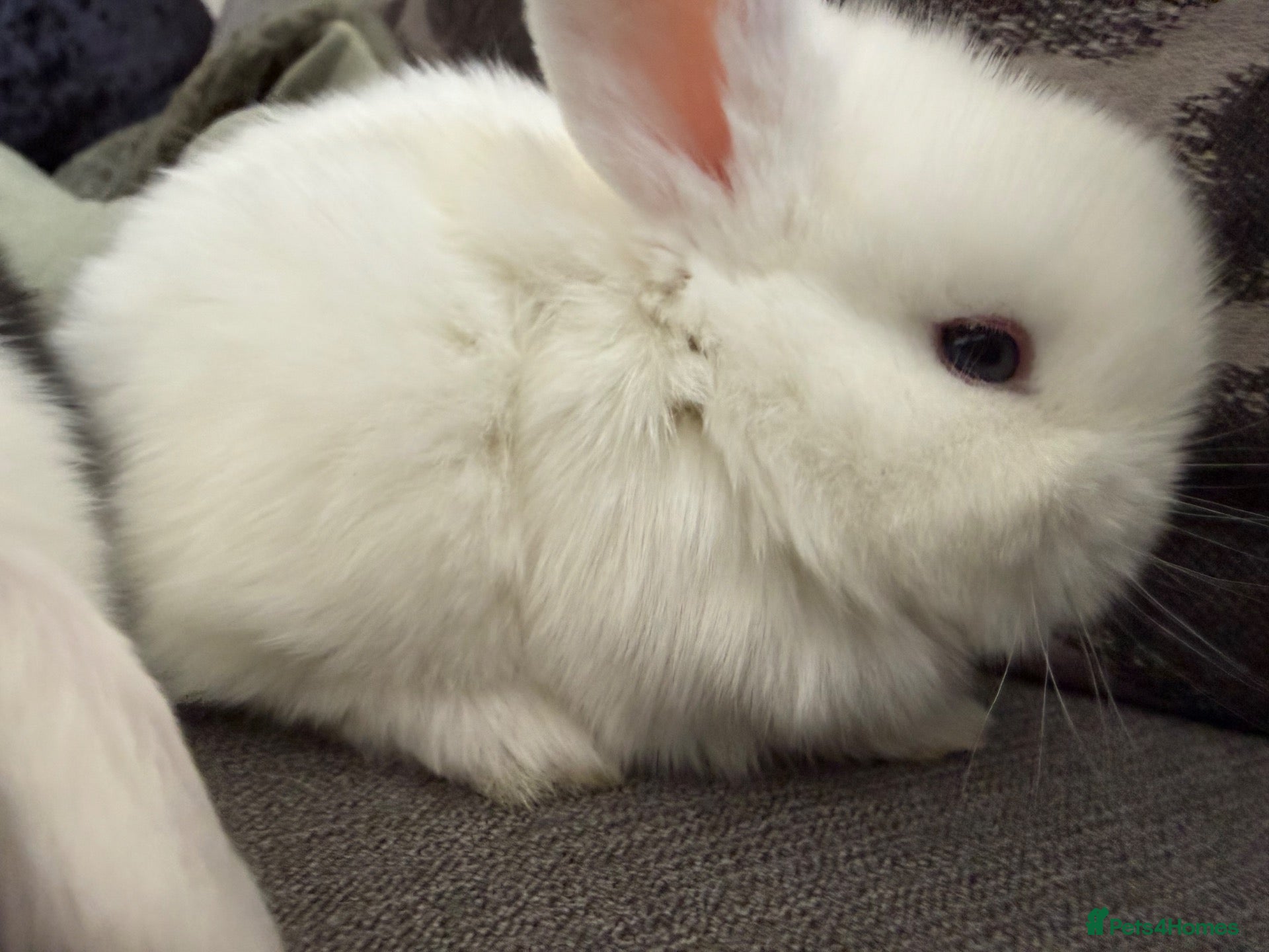 Mini Lop rabbits Beautiful Mini Lops to reserve  - Advert 2