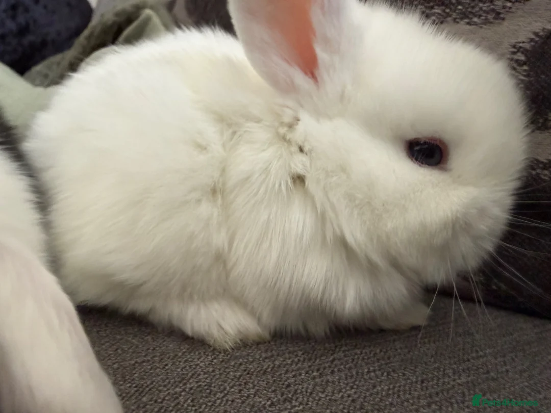 Mini Lop rabbits for sale: Beautiful Mini Lops to reserve  - Advert 2