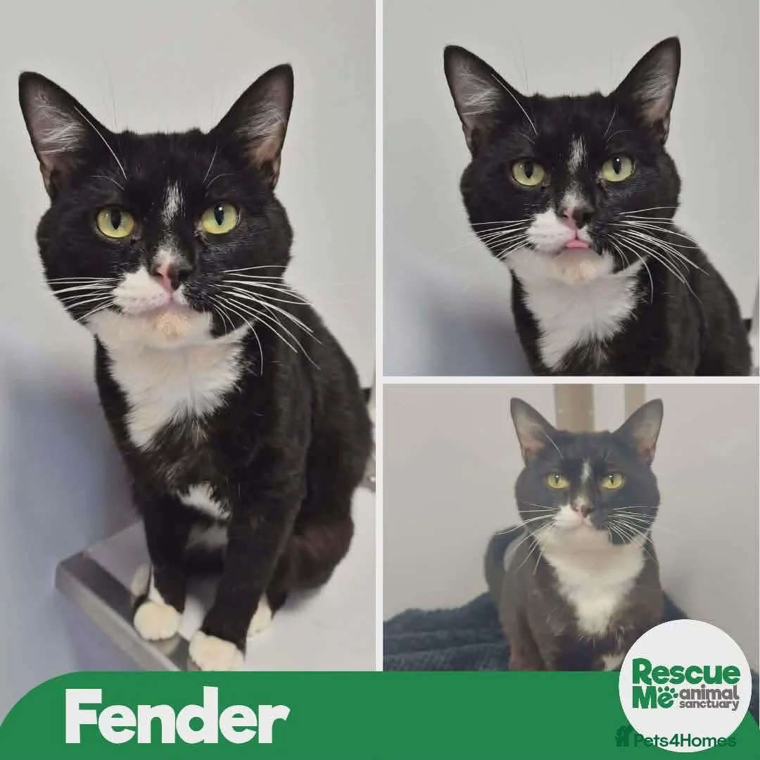 Mixed Breed cats for adoption: Fender - sweet friendly boy in Liverpool - Advert 1