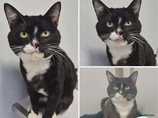 Mixed Breed cats Fender - sweet friendly boy - Advert 3