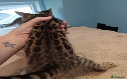 Bengal cats for sale: Tica RG F5 pure bengals - Image 13