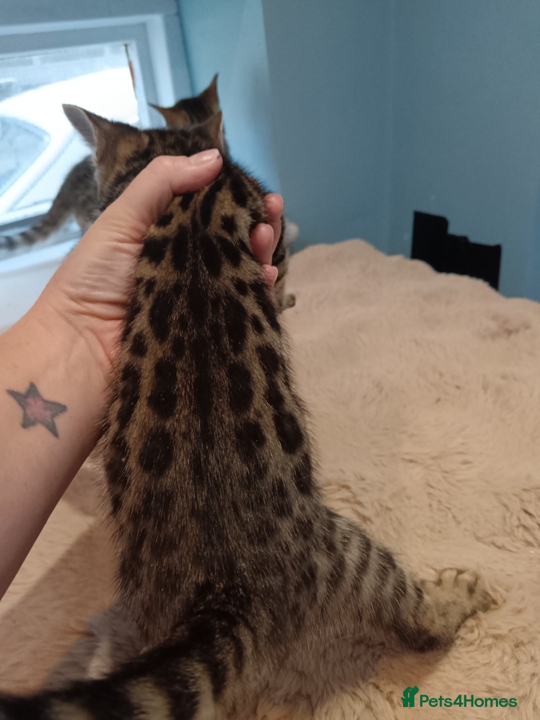 Bengal cats for sale: Tica RG F5 pure bengals - Image 13