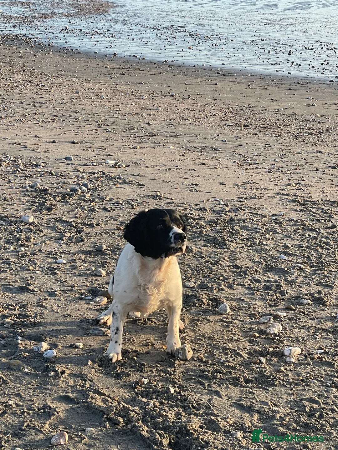 English Springer Spaniel dogs for sale: Very sad situation  - Advert 4