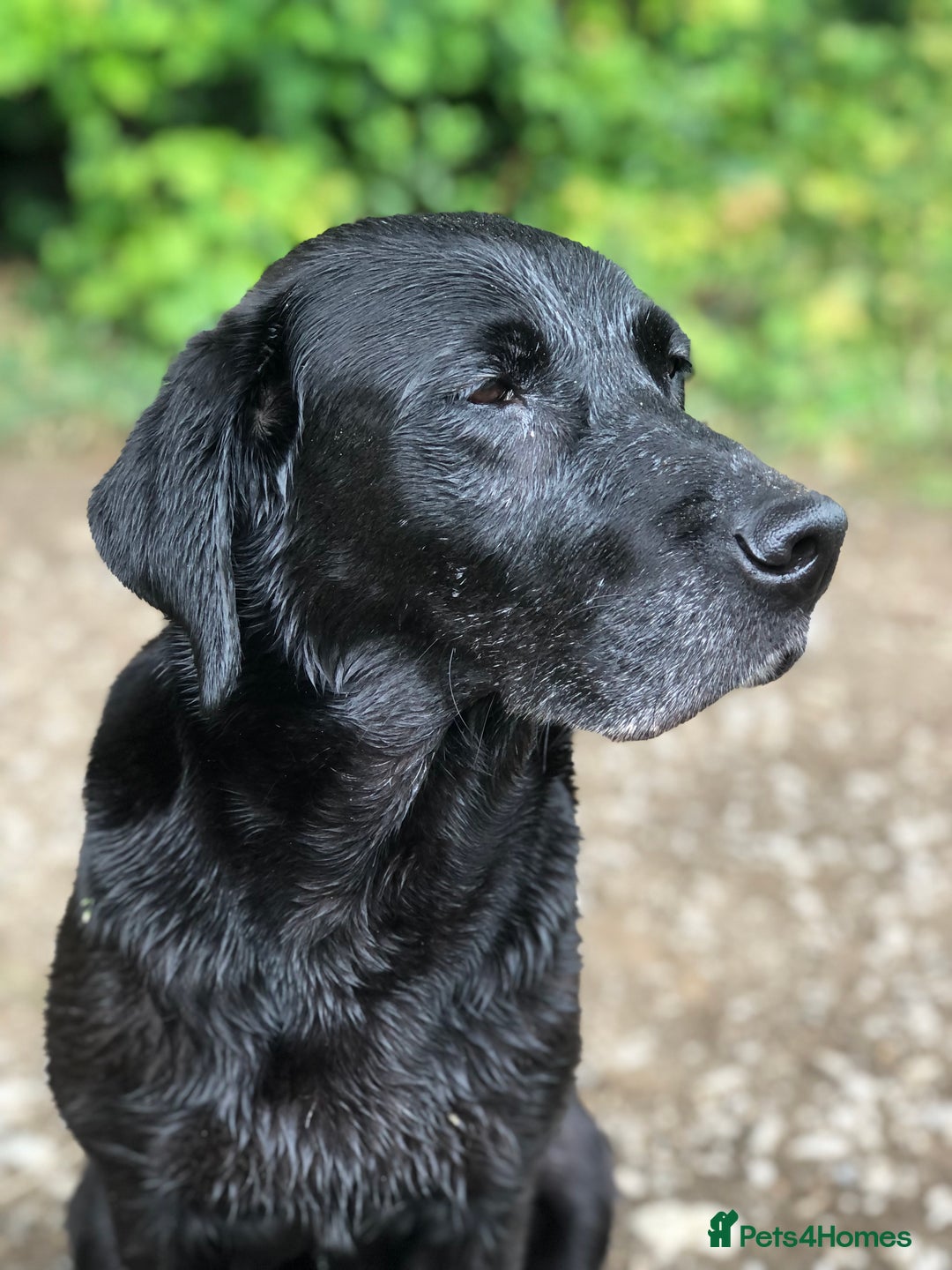 Labrador Retriever dogs for sale: 1 FOXRED LABRADOR PUPPY 5* Licensed breeder - Image 5