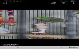 Parakeets birds for sale: 2 snd half year old parrolet  - Image 4