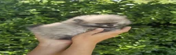 Pomeranian dogs for sale: Amazing toys pomeranian puppies  - Advert 4