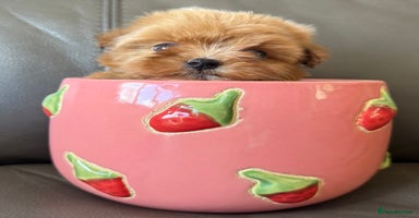 Maltipoo dogs - Advert 15