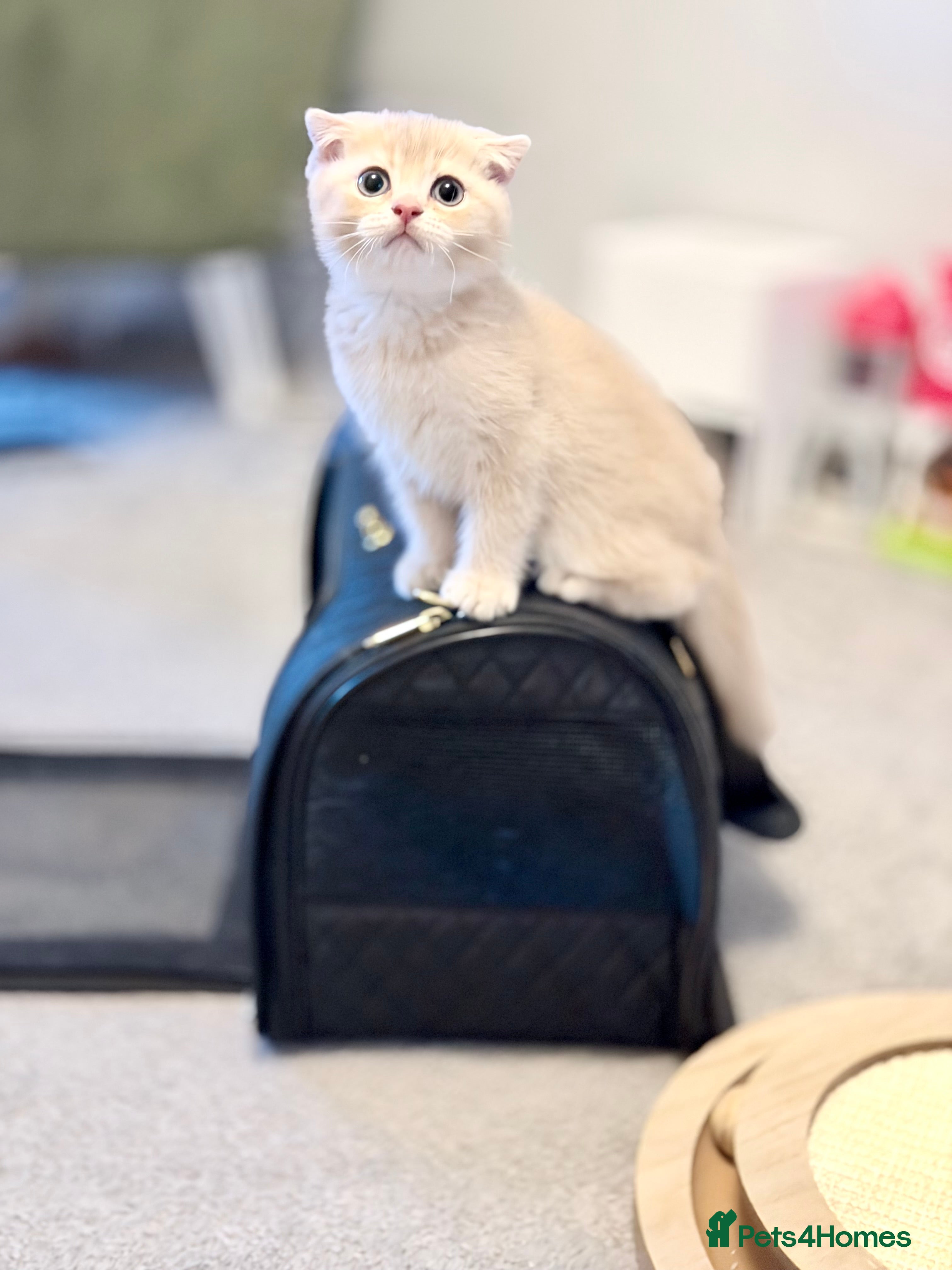 Scottish Fold cats Only 2 Left! Full Pedigree Scottish Fold TICA reg - Advert 2