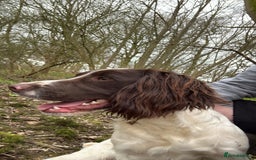 English Springer Spaniel dogs for sale: 1 year old KC registered English springer - Image 3