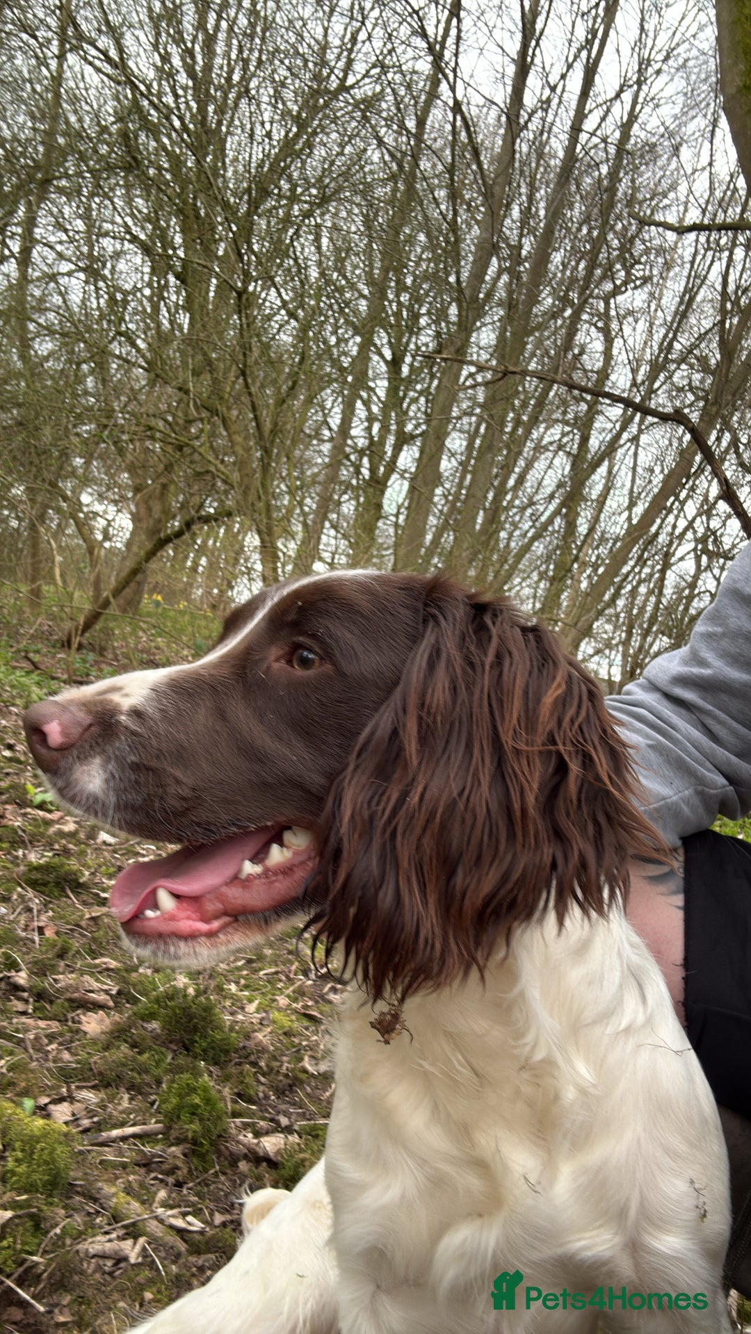 English Springer Spaniel dogs for sale: 1 year old KC registered English springer - Image 3