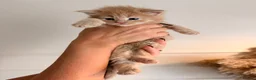 Maine Coon cats for sale: Stunning Mainecoons  in Teignmouth - Advert 25