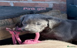 Labrador Retriever dogs for sale: Gorgeous KC Silver & Charcoal Labs - Image 12