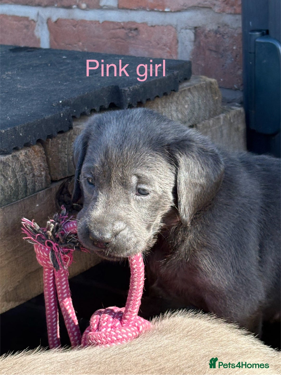 Labrador Retriever dogs for sale: Gorgeous KC Silver & Charcoal Labs - Image 12