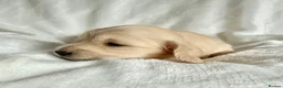 Miniature Dachshund dogs for sale: Beautiful English cream long hair mini dachshunds - Advert 4