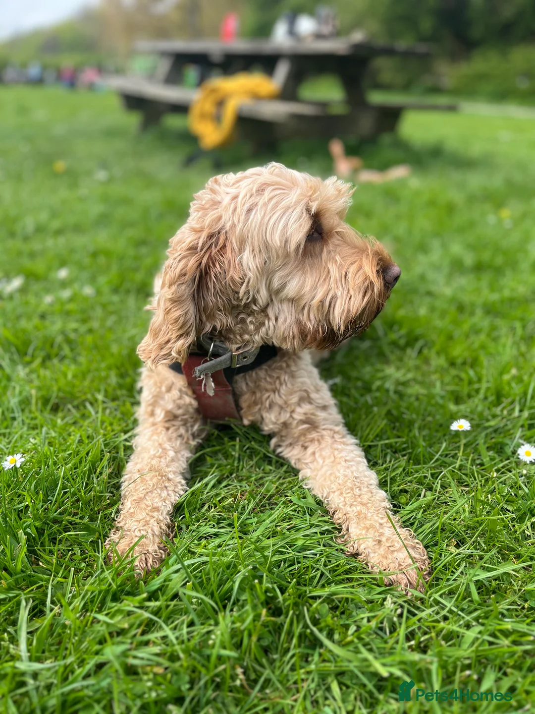Cockapoo dogs for stud: Cockapoo Stud Dog (PROVEN) in Maidstone - Advert 22