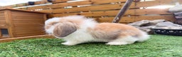 Mini Lion Lop rabbits for sale: Baby lion lops  - Advert 8