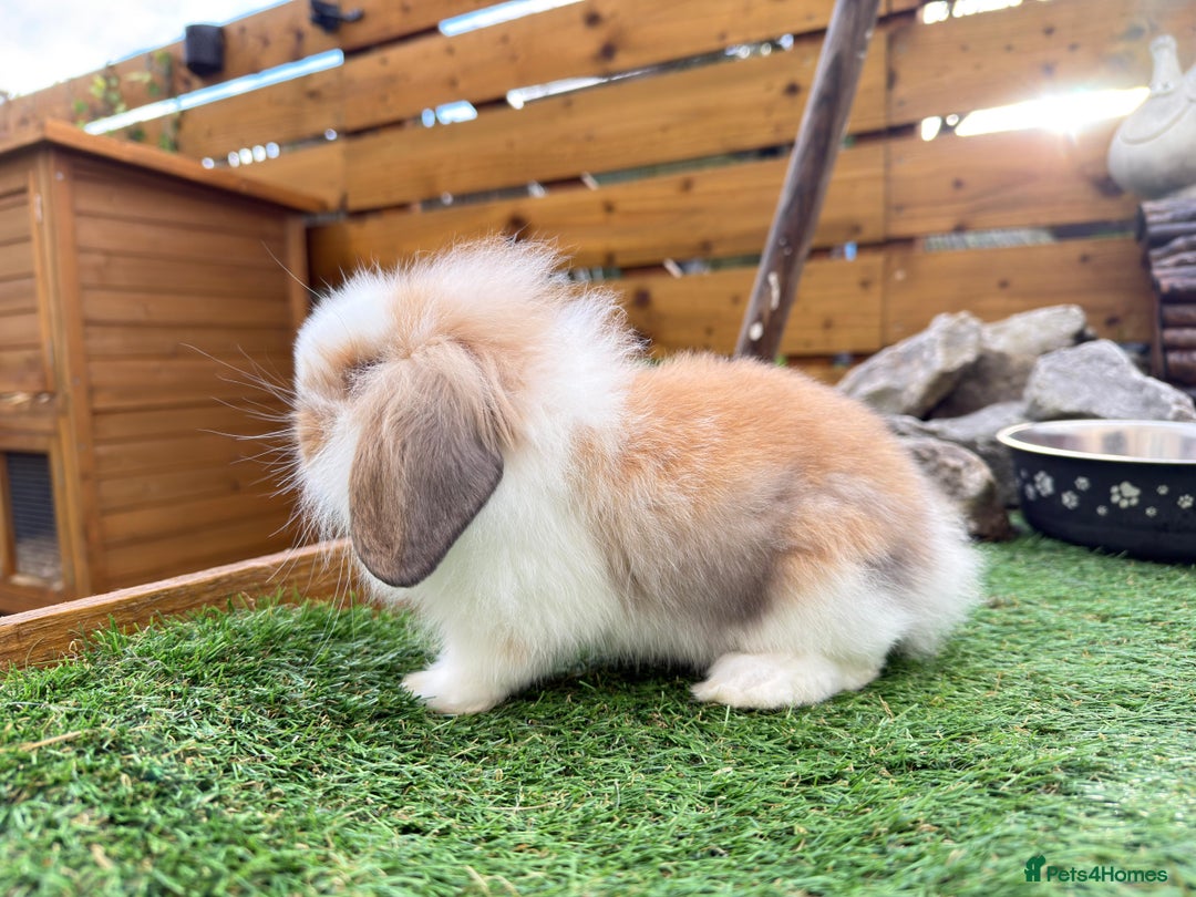 Mini Lion Lop rabbits for sale: Baby lion lops  - Advert 8