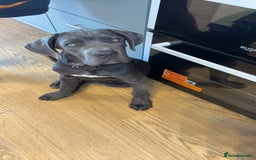 Cane Corso dogs for sale: Cane Corse Female  - Image 16