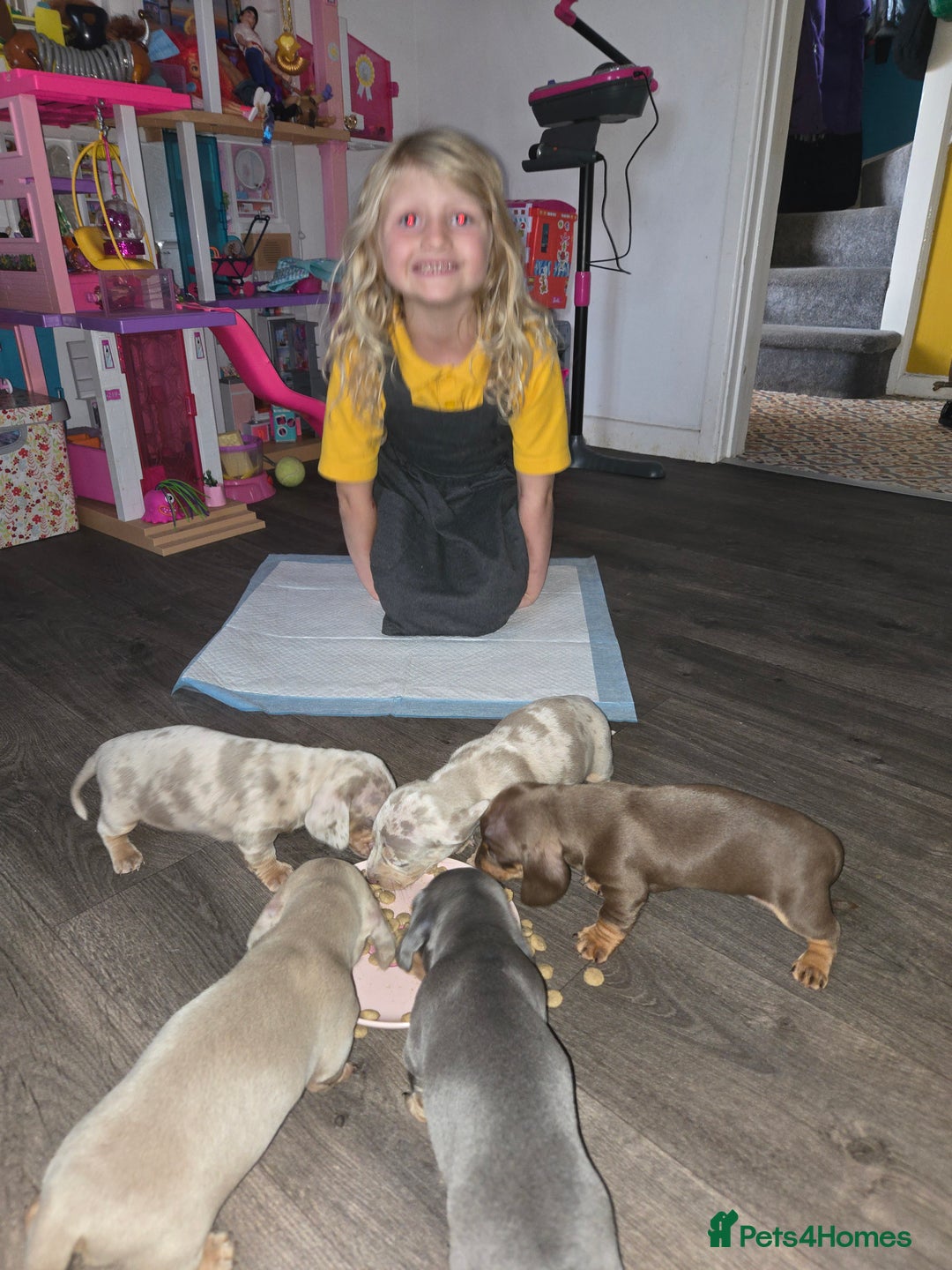 Dachshund dogs for sale: Beautiful Dachshund Puppies - Image 9