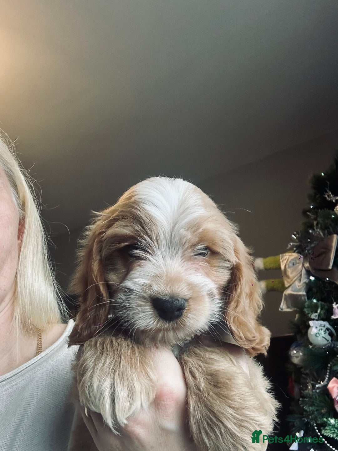 Cockapoo dogs for sale: Stunning cockapoo pups - ready now!  - Advert 5