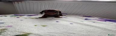 Dachshund 6