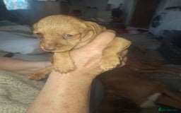 Mixed Breed dogs for sale: Beautiful litter of dachshund mix puppies  - Image 4