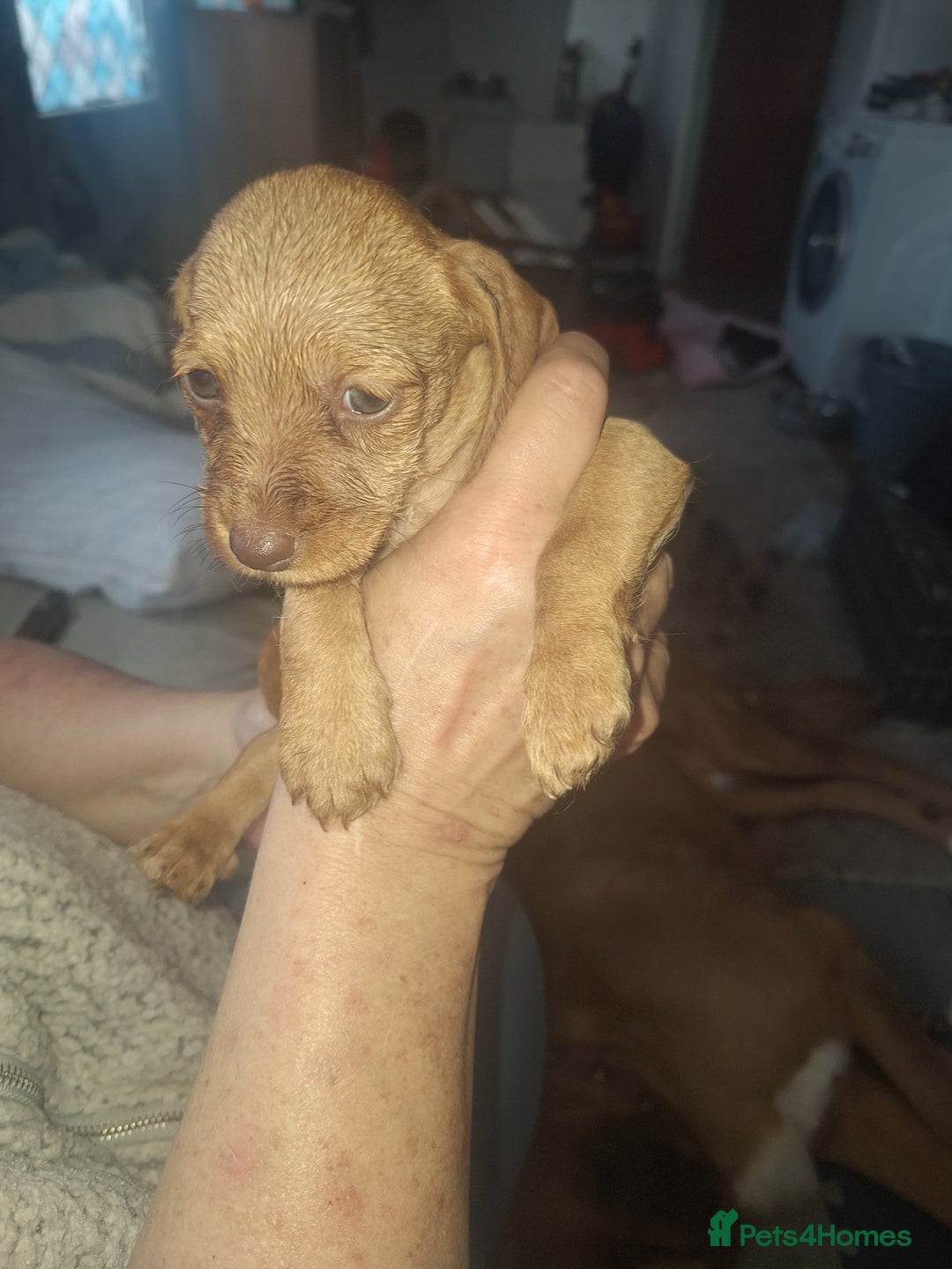 Mixed Breed dogs for sale: Beautiful litter of dachshund mix puppies  - Image 4